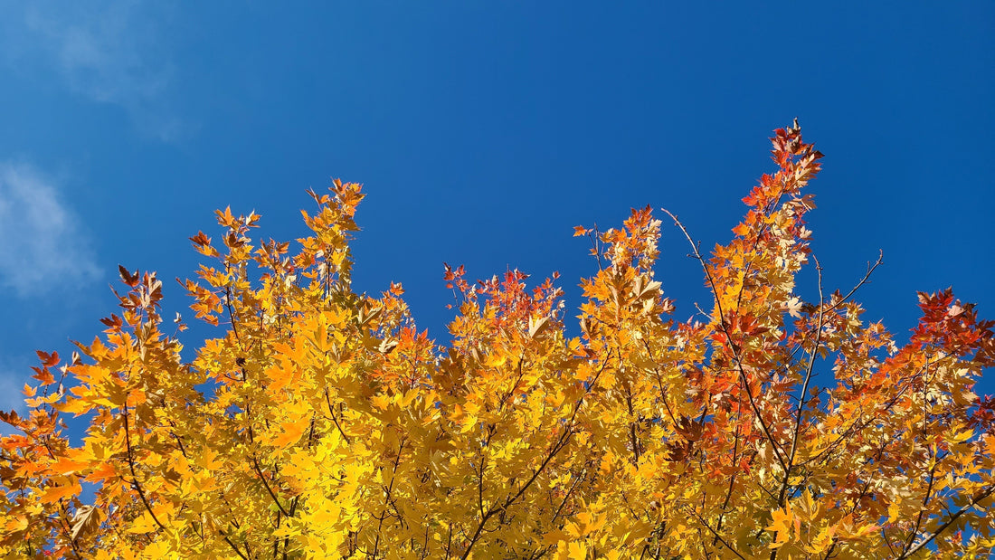 Autumn Miles: The Best Backpacking Trips for Fall Foliage