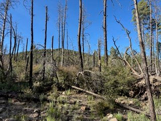 Thru-Hiking at 69: A Pilgrim’s Journey on the CDT